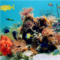 色彩斑的海底的珊瑚,为神秘的海底增添了神秘