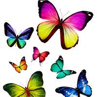 唯美蝴蝶,我真想变成一只蝴蝶在花中轻轻起舞