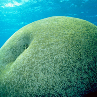 个性唯美海洋生物头像,海洋奇妙海底生物图片