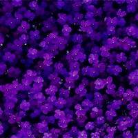 紫色唯美头像,花朵,星空,云彩,气球等太好看了
