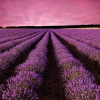紫色风景唯美花海微信头像,我最爱的薰衣草