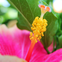 微信头像花朵,高清花蕊头像图片大全