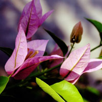 微信头像图片,绚烂多彩的三角梅花卉图片