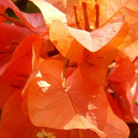 微信头像图片,绚烂多彩的三角梅花卉图片