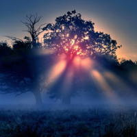 小清新风景头像,清晨的雾漂亮树林风景图片