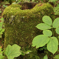个性绿色经典头像图片,苔藓树桩图片下载