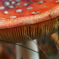 自然野生蘑菇,高清微距,一朵朵像一把把小伞