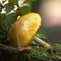 自然野生蘑菇,高清微距,一朵朵像一把把小伞
