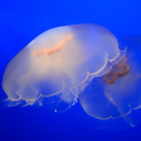 海洋生物水母QQ经典头像图片,色彩各异的水母显得十分美丽