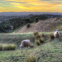 绿色养眼的风景头像,新西兰田园风光风景太美丽了