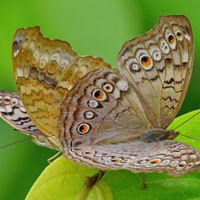 忙碌的漂亮蝴蝶唯美QQ头像图片,五彩的花纹真美