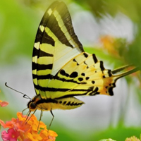 忙碌的漂亮蝴蝶唯美QQ头像图片,五彩的花纹真美