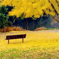 唯美银杏林风景,秋天来临的时候叶子变黄了