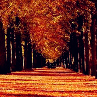 唯美银杏林风景,秋天来临的时候叶子变黄了