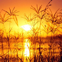 夏天夕阳唯美头像图片,太阳离我们近了,草儿就在我们眼前了