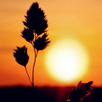 夏天夕阳唯美头像图片,太阳离我们近了,草儿就在我们眼前了