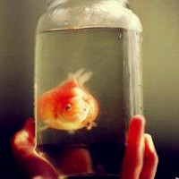 小金鱼头像,鱼的记忆是短暂的,只有七秒