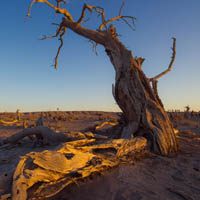 沙漠日出胡杨林唯美风景头像图片