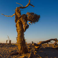 沙漠日出胡杨林唯美风景头像图片