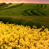 美丽的草原风景头像图片,我最爱的大草原