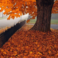秋天唯美落叶风景微信头像图片