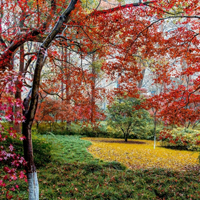 冬季枫叶高清图片头像,适合微信用的风景头美图