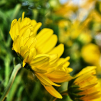 中山公园菊花展图片,黄色的菊花朵朵盛开