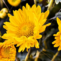 中山公园菊花展图片,黄色的菊花朵朵盛开