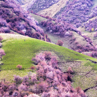新疆伊犁优美风景头像图片,紫色的美丽