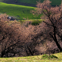 彩斑斓的唯美风景头像,漂亮的春天的景色壮丽无比