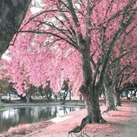 粉红红的世界，桃花的天地，整个城市都变了