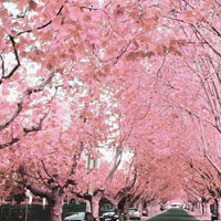 粉红红的世界，桃花的天地，整个城市都变了
