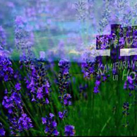 薰衣草微信头像,紫色的梦想,美好的景色