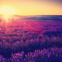薰衣草微信头像,紫色的梦想,美好的景色