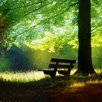 阳光树林风景图片头像,晨曦阳光透过树林太美丽了