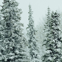 冬季雪松雪景图片,冬天雪景的微信头像