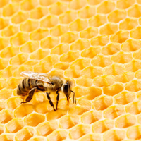 微商头像图片,蜂蜜蜂巢图片