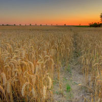 高清唯美麦田风景图片,金色的麦浪很美
