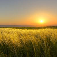 高清唯美麦田风景图片,金色的麦浪很美