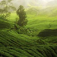 茶园茶叶图片 真实绿色风景头像