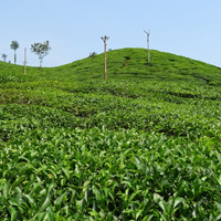 茶园茶叶图片 真实绿色风景头像