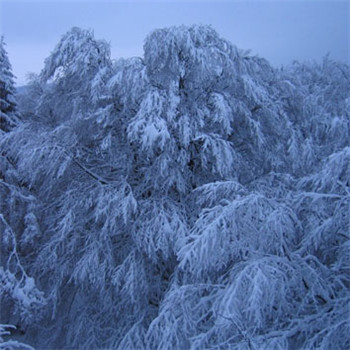 晨曦唯美雪景头像 银装素裹的树图片