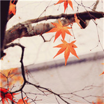最美漂亮的枫叶头像 适合做头像的枫叶图片