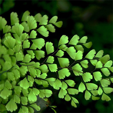 唯美小清新绿色植物图片 绿色头像2018