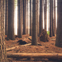 森系树木头像,笔直的参天大树图片