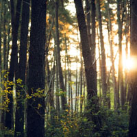 森系树木头像,笔直的参天大树图片