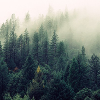 优美树林风景头像,美丽的树林森系图片