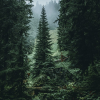 优美树林风景头像,美丽的树林森系图片