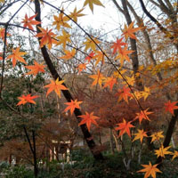 微信头像枫叶,石门坊红叶和栖霞山红叶