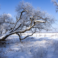 冰雪头像唯美风景,寒冷冬天冰雪风景图片